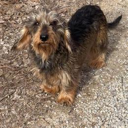 Cece - Wild boar female Dachshund puppy in Livingston, Kentucky from Illyria Dox & GSD