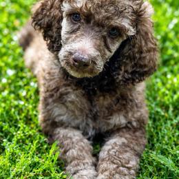 Bagel - Brindle male Poodle puppy in Troy, Alabama from Redmond Rose Kennel