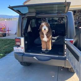 Bernedoodle All Grown Up from Backwoods Bernedoodles