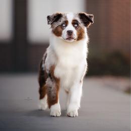 Tea - Miniature American Shepherd