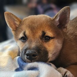 Mochi - Red male Shiba Inu puppy in Carpentersville, Illinois from Veronika's Shiba Inus