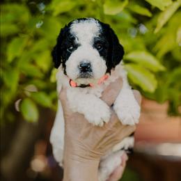 Jukebox - Black and white male Sheepadoodle puppy in Patterson, California from Dooling Doodles
