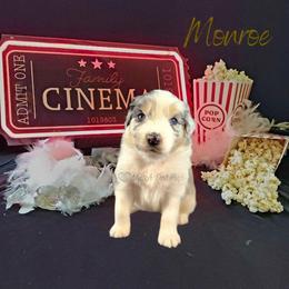 Monroe - The Starlet - Blue merle female Australian Shepherd puppy in Pittsville, Wisconsin from Match Dot Pup