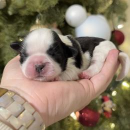 Pippa - Black and white female Shih Tzu puppy in Northridge, California from Our ShihTzu Family