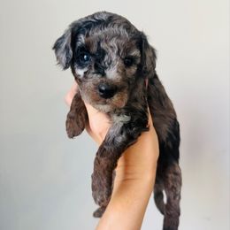 Zeke - Merle male Goldendoodle puppy in Auburn, Indiana from Martin’s Doodles