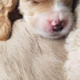 Goldendoodle Puppies from Masondixondoodles