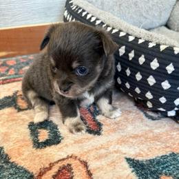 Cole - Blue and tan male Chihuahua puppy in Ochlocknee, Georgia from High Cotton Chihuahuas