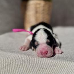 Blush - Black and white female Bernedoodle puppy in Moreno Valley, California from Ayy_Doodles