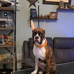 Boxer puppies from Halo Boxers