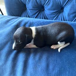 Gorgeous - Black female Whippet puppy in Clinton, Tennessee from Ivanhoe Borzoi
