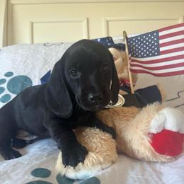 Thor - Black male Dachshund puppy in Homedale, Idaho from Jeff & Joette