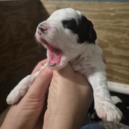 MOYEN Bell - Parti female Poodle puppy in Milford, Michigan from Cuddley-Poods Moyen poodles