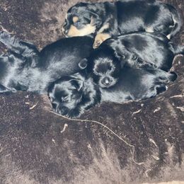 Double Doodle and Yorkipoo Puppies from Bella Dreamss LLC