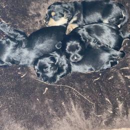 Double Doodle and Yorkipoo Puppies from Bella Dreamss LLC