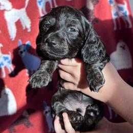 Gauntlet - Black male Dachshund puppy in Mc Alester, Oklahoma from A Anchor Farm