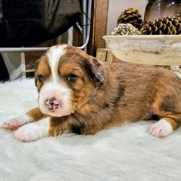 Denali - Merle male Bernedoodle puppy in Forest, Ohio from Mini Doodle Buddies