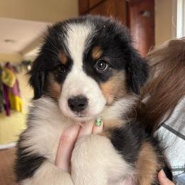 Cayenne - Black tri female Miniature American Shepherd puppy in Greenboro, North Carolina from Rustlingrass Miniature American Shepherds