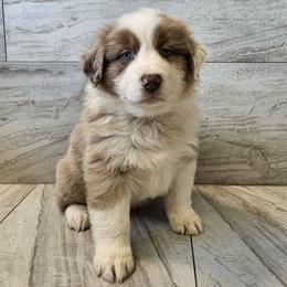 Boy red - Red merle male Australian Shepherd puppy in Arbela, Missouri from County Line Aussies