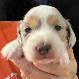 Jill - Dapple female Dachshund puppy in Bigfork, Minnesota from Dachshunds Up North