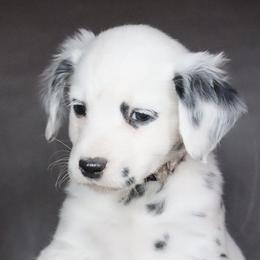 Girl 1 - Dalmatian puppy in Cottage Grove, Oregon from Hidden Hills Dalmatians