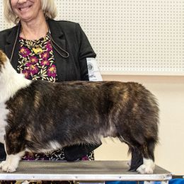 Cardigan Welsh Corgis from Dori L Johnson