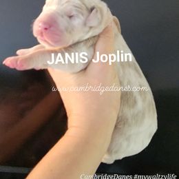 Great Dane Puppies from Cambridge Danes House of Great Danes