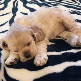 Cocker Spaniel Puppies from Sugarhill