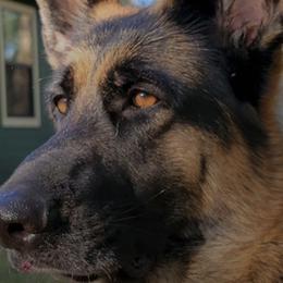 German Shepherds from Pinebrooke Shepherds