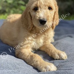 Goldendoodle and Labradoodle Puppies from Peace, Love, and Doodles