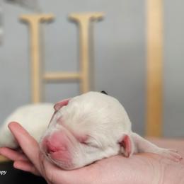 Snoopy - Yellow male Labrador Retriever puppy in Macomb, Missouri from Hicks Family Homestead