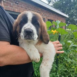 Cocoa - Brown and white female Saint Bernard puppy in Kinsman, Ohio from Coleman Saint Bernards of Ohio