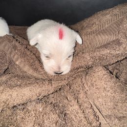 Red - White male West Highland White Terrier puppy in Prudenville, Michigan from Randy Ellen West Highland White Terriers of Michigan