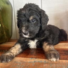 Jesse - Phantom female Bernedoodle puppy in Rochester, Massachusetts from Harmony Hill Doodles