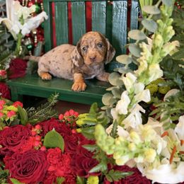 Chocolate and tan dapple - Dapple male Dachshund puppy in Wills Point, Texas from East Mini Dachshunds Texas