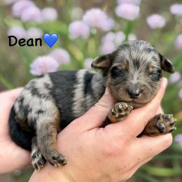 Dean - Blue merle male Aussiedoodle puppy in Lancaster, Minnesota from Finney Ranch