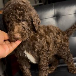 Cocoa Spruce - Brown male Poodle puppy in Corona, California from Garden Of Poodles