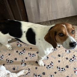 Sugar - Beagle