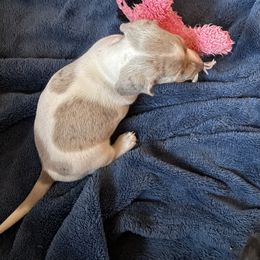 Girl 2 - Dapple female Dachshund puppy in Great Falls, Montana from Dawn's designerDachshunds