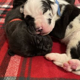 Great Dane Puppies from Bright Danes of Texas