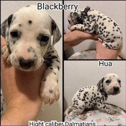 Blackberry - White and black male Dalmatian puppy in Mesquite, Texas from Dallas Dalmatians
