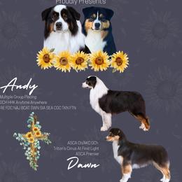 Dawn - Australian Shepherd