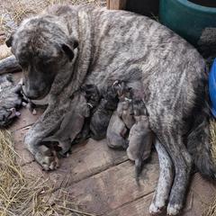 Anatolian Pyrenees puppies from Brotherton Family Farms