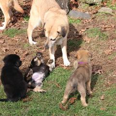 Chinook Puppies from Vanguard Chinooks