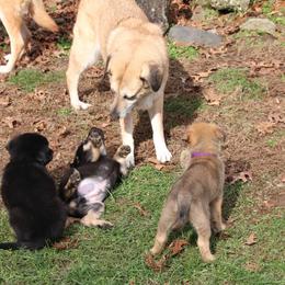Chinook Puppies from Vanguard Chinooks