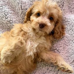 Aspen with training - Red and white female Cockapoo puppy in Boonville, North Carolina from Doods & Dolls