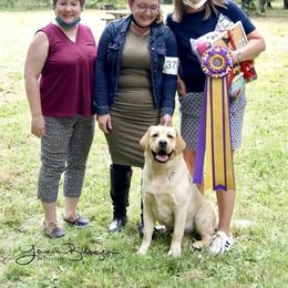 English Springer Spaniel and Labrador Retriever Puppies from Brae Kennels