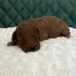 Bolide-no bow - Red  male Poodle puppy in Central, Arizona from Desert Valley Doodles