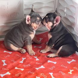 French Bulldog Puppies from Gichigami French Bulldogs