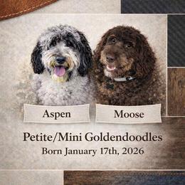 Goldendoodle puppies from Kim's Cove Dog Co.