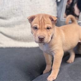 Alana - Cream female Chinese Shar-Pei puppy in Lehigh Acres, Florida from Florida Wrinkles